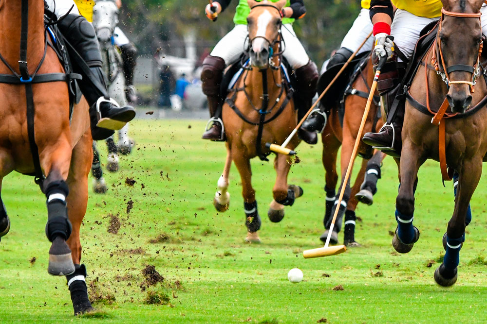 polo2