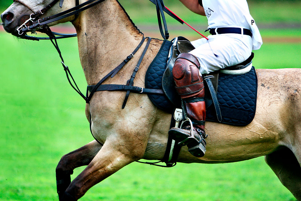 polo4