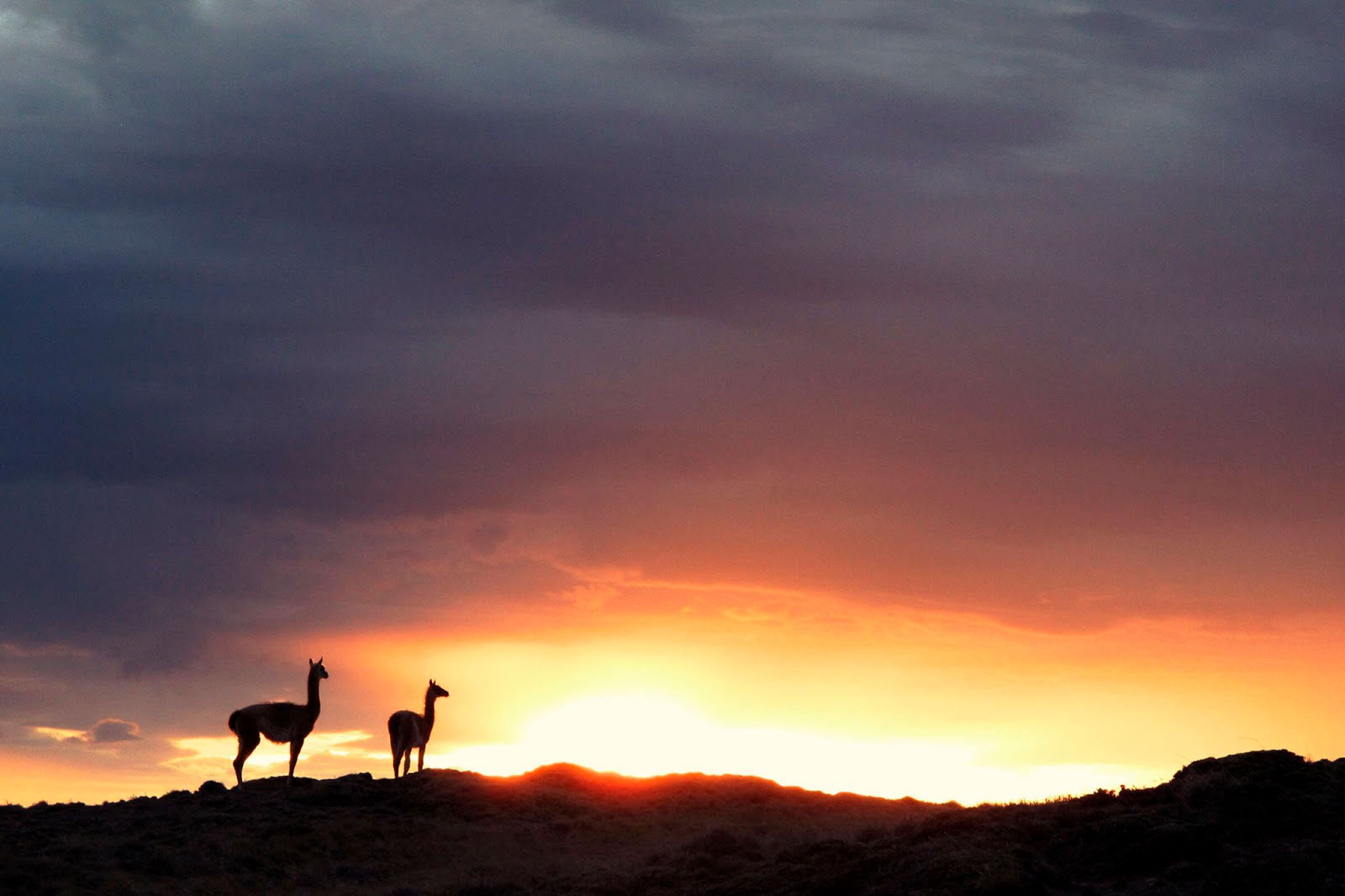 calafate8 calafate8